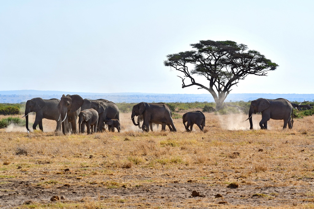 Amboseli Nat. Reserve